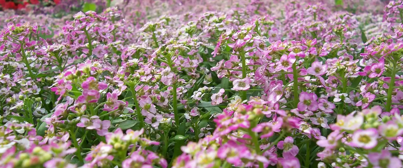 Rows of pink and white flowers growing in beds under a greenhouse roof